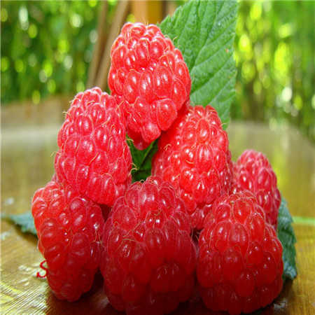 Raspberry Seed Refined Carrier Oil